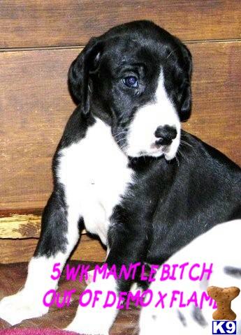 Great Dane Puppies for Sale